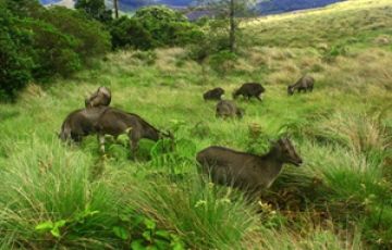 Best 4 Days 3 Nights Munnar Nature Tour Package