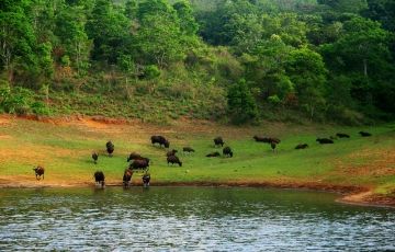Ecstatic 5 Days 4 Nights Munnar with Thekkady Trip Package