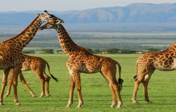 Magical 3 Days 2 Nights Arusha with Lake manyara Vacation Package