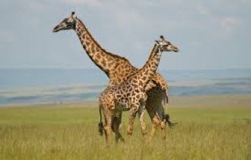 Best 3 Days 2 Nights Nairobi with Maasai Mara Tour Package