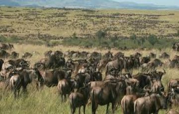 Best 3 Days 2 Nights Nairobi with Maasai Mara Tour Package