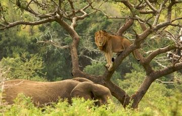 Family Getaway 14 Days 13 Nights Johannesburg Vacation Package