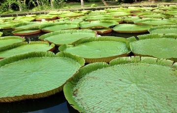 Magical 6 Days 5 Nights Ile Aux Cerfs and North Mauritius Tour Vacation Package