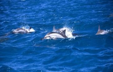 3 Days 2 Nights Ile aux cerfs Holiday Package