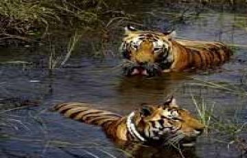 Experience 5 Days 4 Nights Bandhavgarh Tour Package