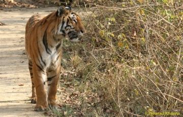 Ecstatic 5 Days 4 Nights Corbett, Almora with Nainital Vacation Package