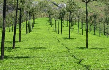 Beautiful Munnar Lake Tour Package for 3 Days 2 Nights