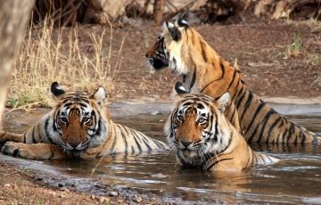 5 Days 4 Nights Ranthambore with Bharatpur Holiday Package