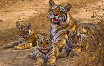 Ecstatic ranthambore Tour Package for 3 Days 2 Nights