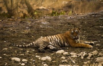 Best Ranthambore Tour Package for 7 Days 6 Nights