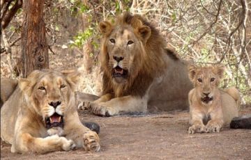 Magical 3 Days 2 Nights Gir National Park Tour Package