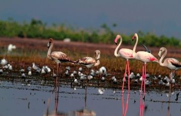 Magical 3 Days 2 Nights Bharatpur Holiday Package