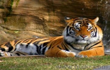 Heart-warming 3 Days 2 Nights Jim Corbett Tour Package