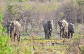 Heart-warming 3 Days 2 Nights Jim Corbett National Park Tour Package