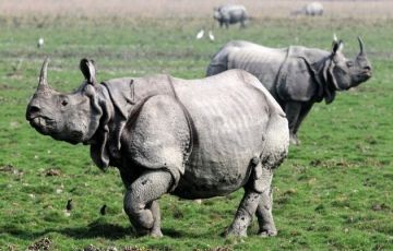 Family Getaway Kaziranga National Park Tour Package for 3 Days 2 Nights from Guwahati