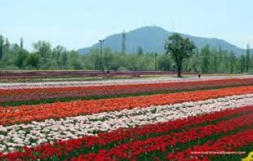 Family Getaway Srinagar Tour Package for 3 Days 2 Nights