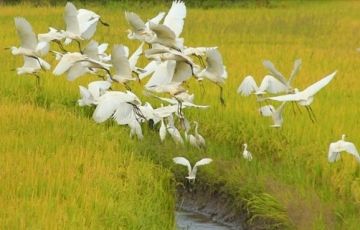 Ecstatic 5 Days 4 Nights Alleppey Holiday Package