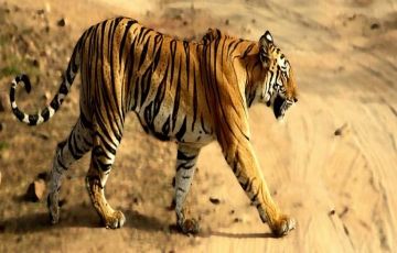 Best Kanha National Park Tour Package for 3 Days 2 Nights
