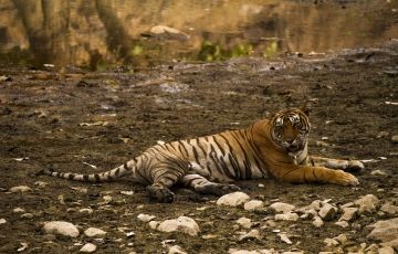 Best 5 Days 4 Nights Kanha Vacation Package
