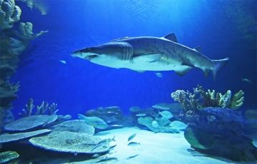 Heart-warming 5 Days 4 Nights dubai and abu dhabi Trip Package