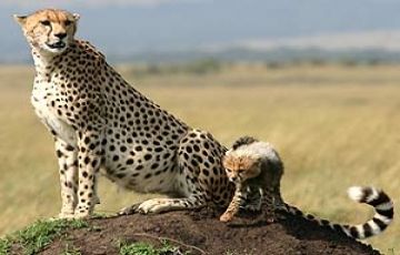 Best 5 Days 4 Nights Nairobi, Masai Mara with LNakuru national park Tour Package