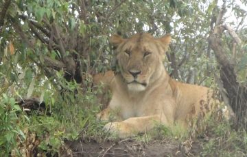 Best 5 Days 4 Nights Nairobi, Masai Mara with LNakuru national park Tour Package