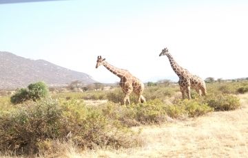Best 5 Days 4 Nights Nairobi, Masai Mara with LNakuru national park Tour Package