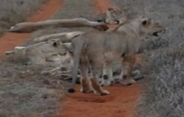 Experience 2 Days 1 Night Diani Trip Package