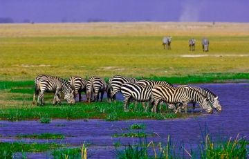 7 Days 6 Nights Lake Nakuru-Masai Mara Vacation Package