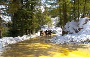 Best 6 Days 5 Nights Manali and Simla Tour Package