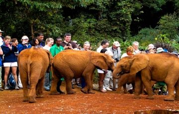 2 Days 1 Night Nairobi National Park Trip Package