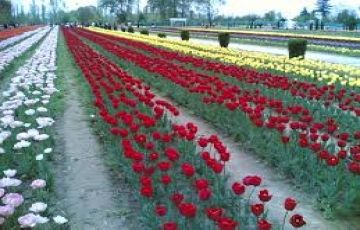 Beautiful 5 Days 4 Nights Srinagar, Gulmarg with Sonamarg Trip Package