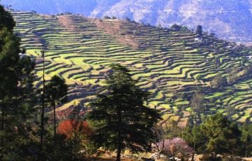 Experience 7 Days 6 Nights mukteshwar, binsar, ranikhet with nakuchital Tour Package