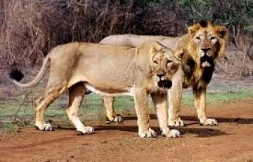 Heart-warming 3 Days 2 Nights sasangir Trip Package