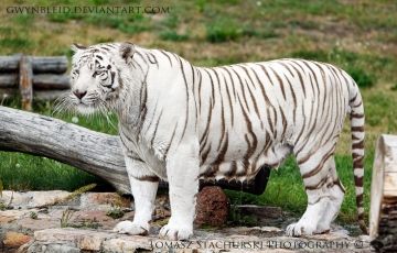 Delhi, Ranthambore with Bharatpur Tour Package for 15 Days 16 Nights from Delhi