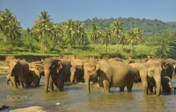 Experience 3 Days 2 Nights Pinnawala, Peradeniya, Kandy and Kithulgala Tour Package