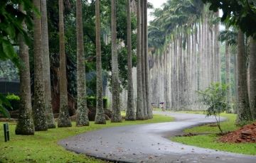 Experience 5 Days 4 Nights Pinnawala, Habarana, Sigiriya Minneriya with Dambulla  Matale  Kandy Holiday Package