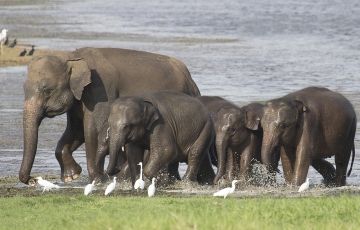 Family Getaway 6 Days 5 Nights Colombo  Pinnawala  Dambulla  Habarana Sigirya  Matale  Kandy Nuwara Eliya Kithulgala  Bentota Vacation Package