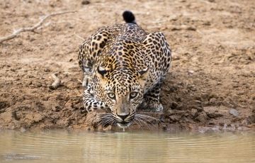 Amazing 6 Days 5 Nights Habarana  Polonnaruwa  Passikudah Arugam Bay Yala Galle  Hikkaduwa Holiday Package