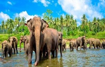 Family Getaway Colombo Tour Package for 4 Days 3 Nights