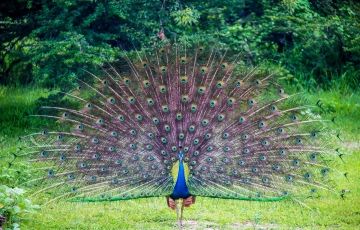 Bentota Tour Package for 9 Days 8 Nights