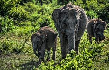 11 Days 10 Nights Sinharaja Udawalawa Nuwara Eliya Kandy Peradeniya Mihintale Anuradhapura Wilpattu Negombo Tour Package