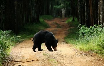 11 Days 10 Nights Sinharaja Udawalawa Nuwara Eliya Kandy Peradeniya Mihintale Anuradhapura Wilpattu Negombo Tour Package