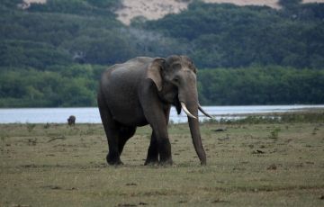 Magical 14 Days 13 Nights Negombo, Pinnawala, Yapahuwa with Anuradhapura Vacation Package