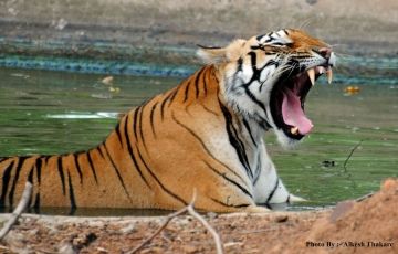 Family Getaway 3 Days 2 Nights Tadoba Andhari Tiger Reserve Trip Package
