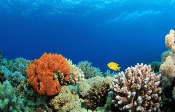 Maldives Tour Package 