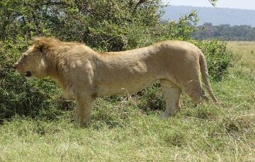 Beautiful 5 Days 4 Nights Masai Mara, Nairobi with Nakuru Vacation Package