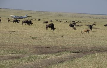 Beautiful 5 Days 4 Nights Masai Mara, Nairobi with Nakuru Vacation Package