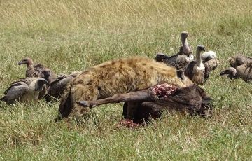 Beautiful 5 Days 4 Nights Masai Mara, Nairobi with Nakuru Vacation Package