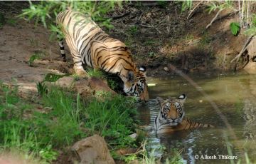 Family Getaway 4 Days 3 Nights Tadoba Andhari Tiger Reserve Holiday Package